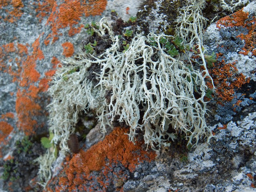 Evernia perfragilis-4